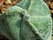 Astrophytum_myriostigma